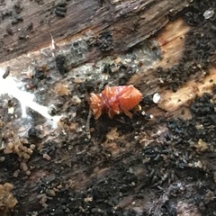 Danae testacea