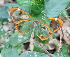 Greta morgane morgane