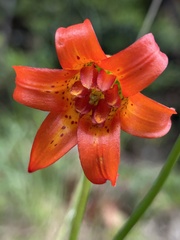 author not stated, no rights reserved Lilium maritimum, photograph author not stated, no rights reserved