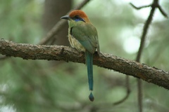 Russet-Crowned Motmot photo 5