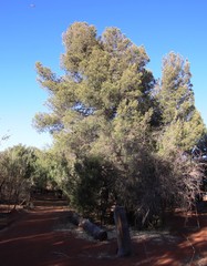 Pinus