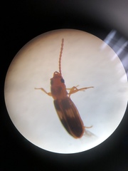 Laemophloeus fervidus