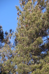 Pinus