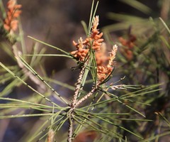 Pinus