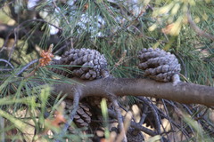 Pinus