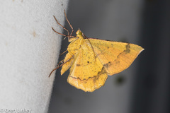 Erastria decrepitaria