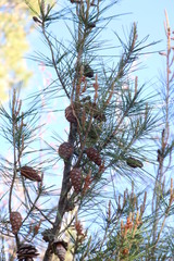 Pinus
