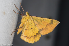 Erastria decrepitaria