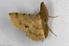 Erastria decrepitaria