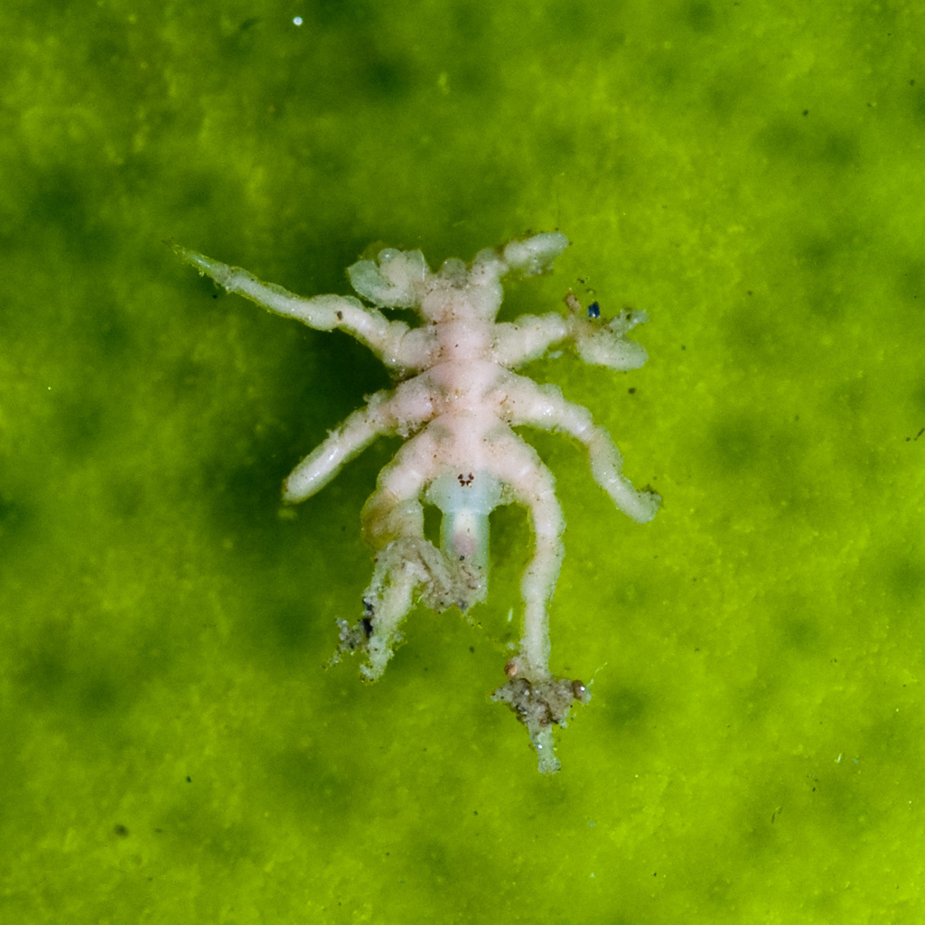 Small Sea Spiders