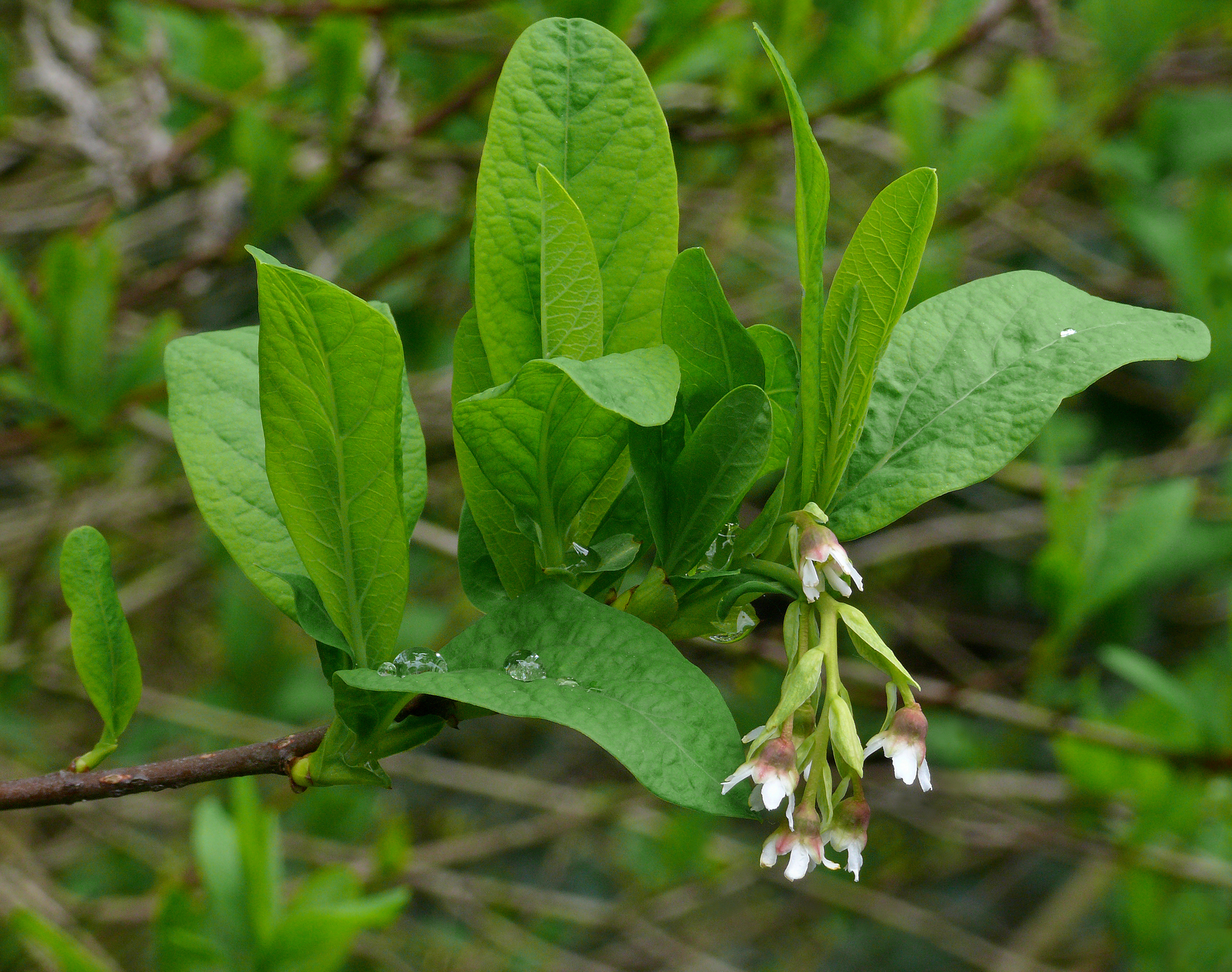 Oemleria cerasiformis