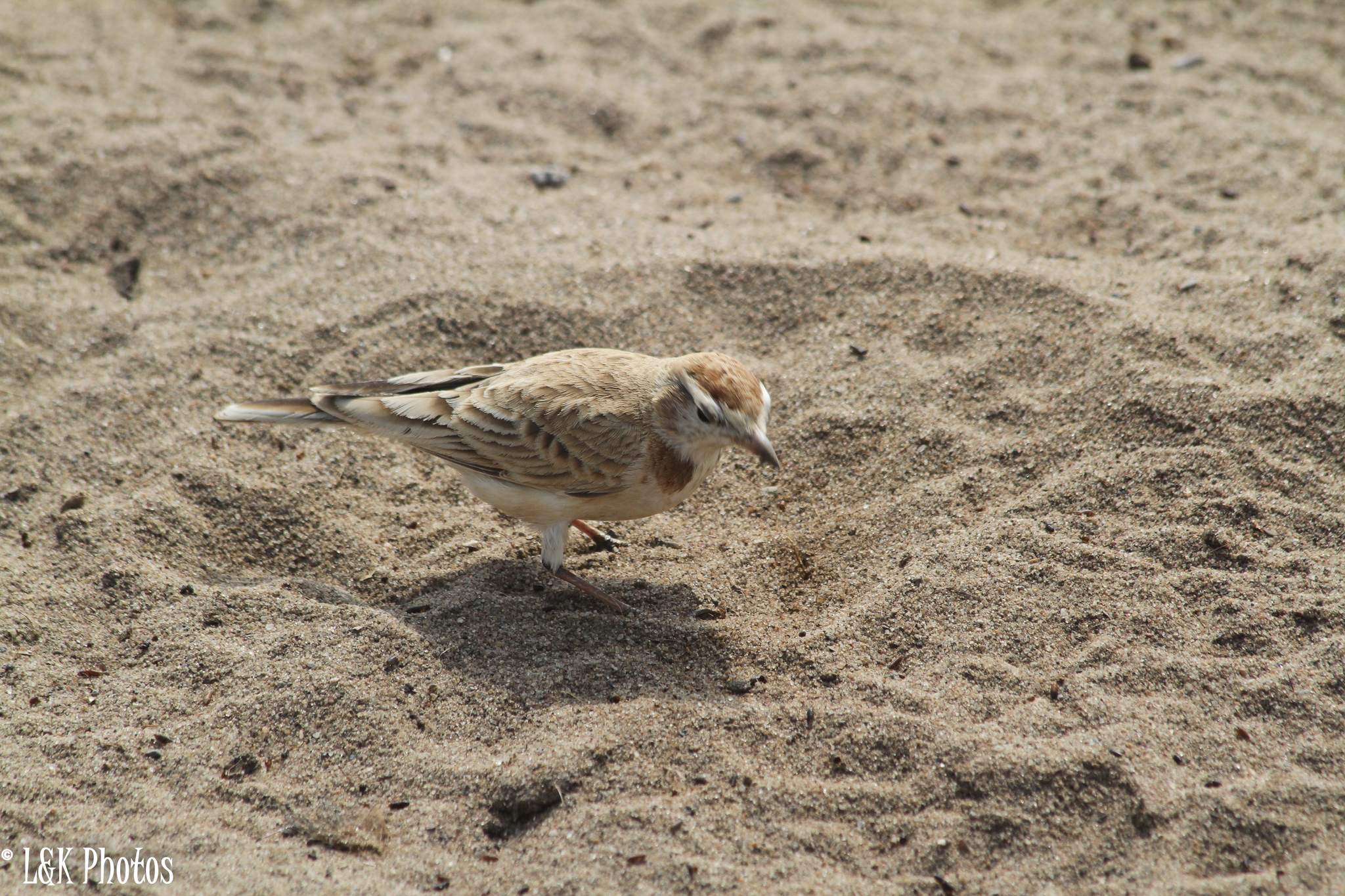 Red-capped Lark