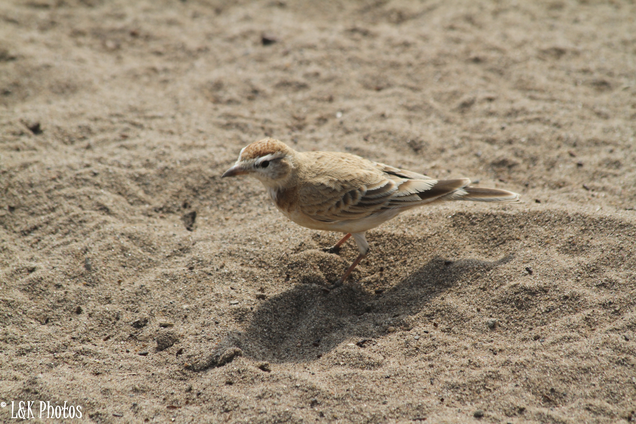 Red-capped Lark