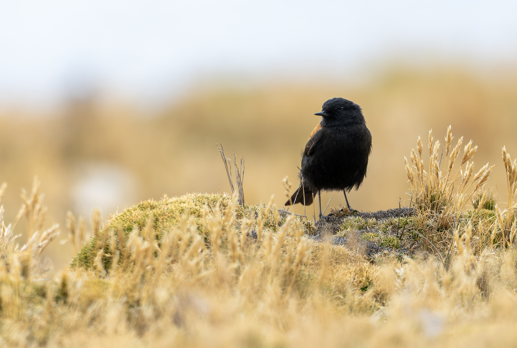 Andean Negrito (Lessonia oreas), photo 8