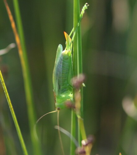 Gladiator Meadow Katydid photo 2