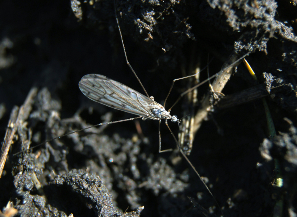 Symplecta cana