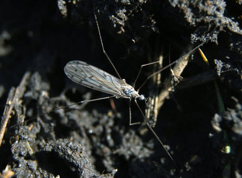 Symplecta cana