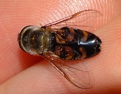 Scaeva selenitica
