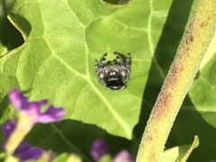 Phidippus audax