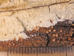 Lasiobelonium variegatum