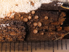 Lasiobelonium variegatum