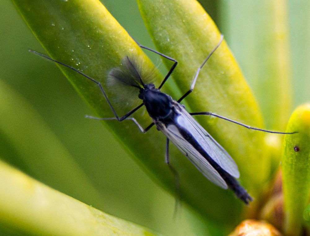Diplocladius cultriger