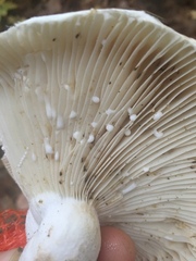 Lactifluus glaucescens
