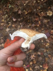 Lactifluus glaucescens