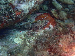 Gobius cruentatus