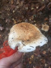 Lactifluus glaucescens