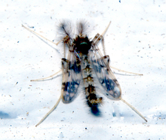 Psectrotanypus dyari