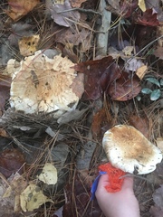 Lactifluus glaucescens