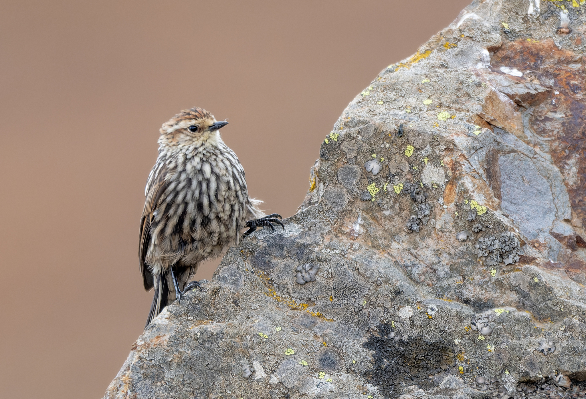 Andean Tit-Spinetail (Leptasthenura andicola), photo 7