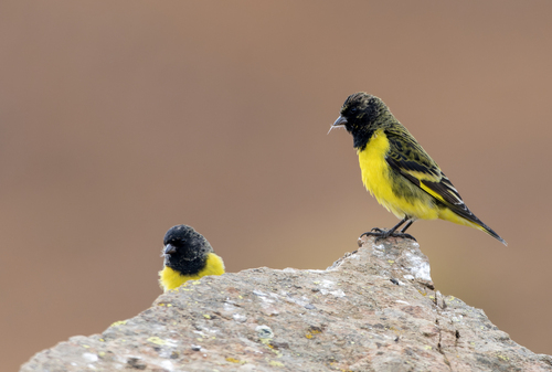 Yellow-rumped Siskin (Spinus uropygialis), photo 6