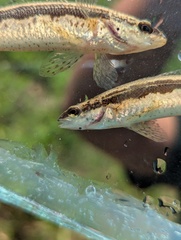 Bluestripe Darter photo 3