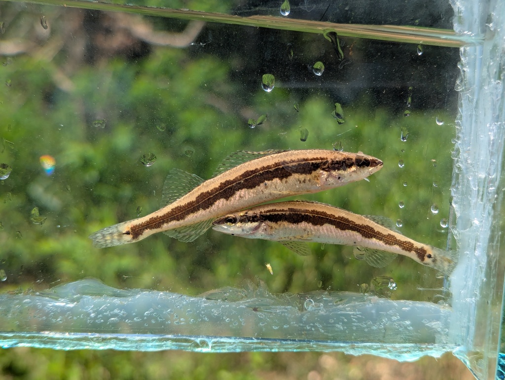 Bluestripe Darter