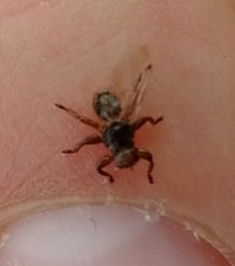Lipoptena depressa