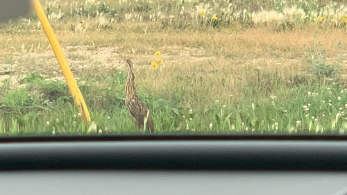 American Bittern