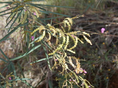 Desmodium angustifolium