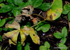 Podophyllum hexandrum
