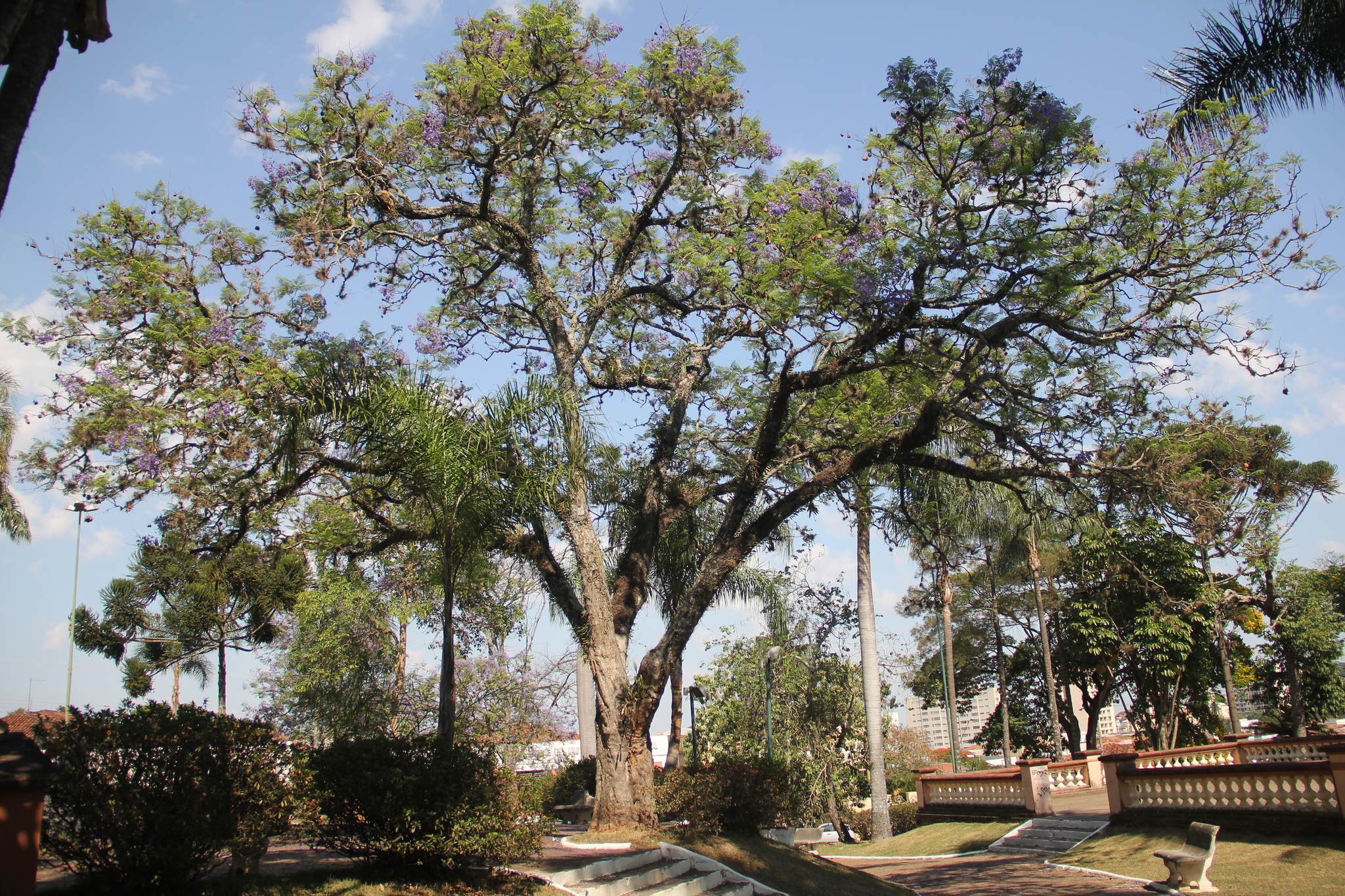 Jacaranda mimosifolia