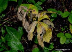 Podophyllum hexandrum