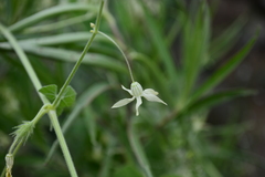 Echinopepon pubescens