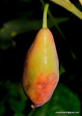 Podophyllum hexandrum