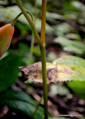 Podophyllum hexandrum
