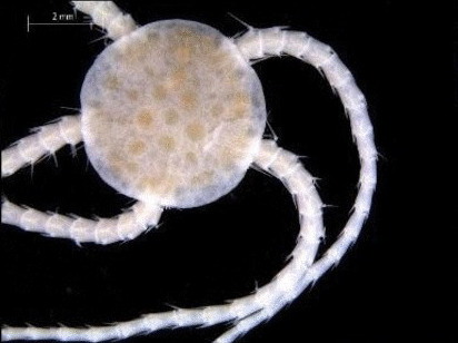 Sericeum Brittle Star