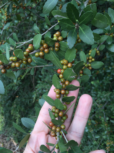 Ilex vomitoria