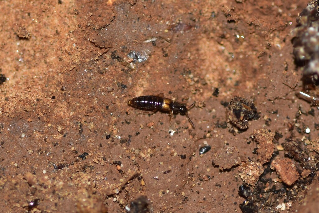 Atheta spelaea