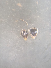 Eleocharis flavescens