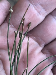 Eleocharis flavescens